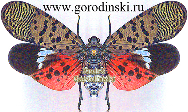 http://www.gorodinski.ru/insects/Lycorma delicatula.jpg